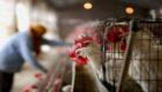 اكتشاف بؤرة لإنفلونزا الطيور في مزرعة بغرب فرنسا