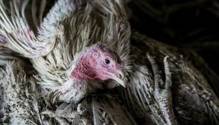 المرض يؤثر على البط والحمام البري