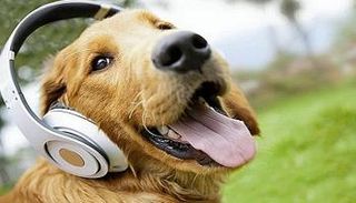 كلما زاد عمر الكلب زاد تمييز المخ بين اللغات