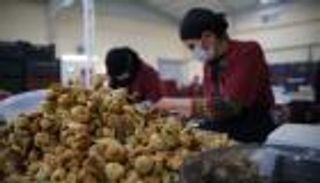 فاتورة صادرات التين التركي المجفف ترتفع.. فرق عملة