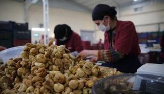 إحدى مراحل تعبئة التين المجفف بتركيا