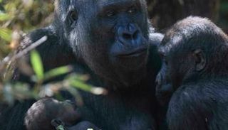  17 ولادة من هذا النوع فقط في 2021