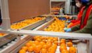 كازاخستان تكثف وارداتها من اليوسفي التركي