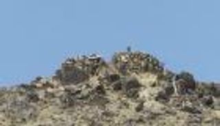 "العمالقة" تستعد لتحرير "عين" وتمهل الحوثيين للانسحاب