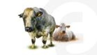 سر "البقرة الزرقاء" في لاتفيا.. سلالة فريدة تجذب السياح