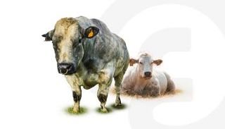 الأبقار الزرقاء في لاتفيا