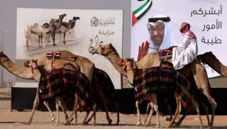 الظفرة .. وجهة إماراتية عالمية مفضلة للسياحة الصحراوية