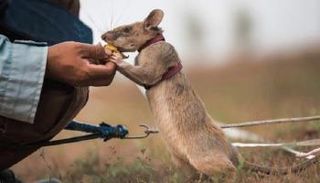 الجرذ الإفريقي ماجاوا