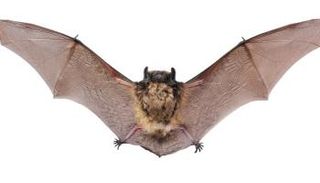 400 نوع من الخفافيش مرشحة لاستضافة الوباء القادم 