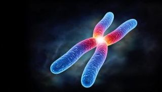 عدد الكروموسومات في الإنسان