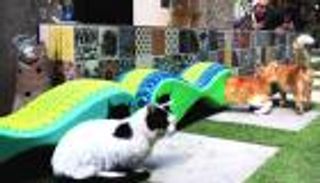 كيف يحمي فنان قطط القاهرة من البرد؟