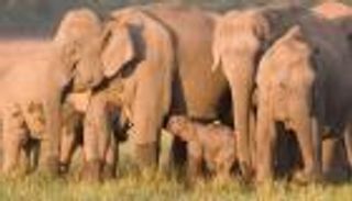 جيش من "النسور والأفيال" يدخل معركة كورونا