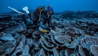 جانب من الشعاب المرجانية المكتشفة