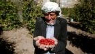 متى يستعيد "بُن" اليمن أمجاده؟.. "العين الإخبارية" تحاور خبير زراعي