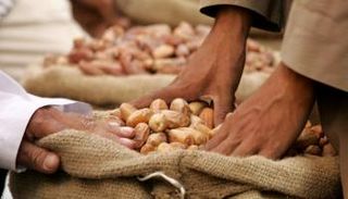 مصر تحقق طفرة في إنتاج التمور