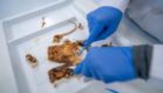 إنجاز علمي.. شرطة دبي تحدد زمن وفاة جثة متحللة بعلم الحشرات الجنائي