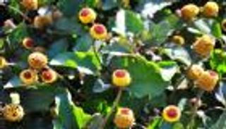 وداعا للبوتوكس.. سبيلانثول بديل طبيعي لمحاربة التجاعيد