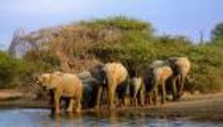 فيل يقتل سعوديا.. فتح تحقيق في الحادث