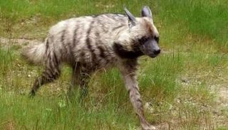 ضبع مخطط في لبنان