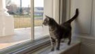 القطة الأولى ويلو.. كيف دخلت عائلة البيت الأبيض؟ (صور)