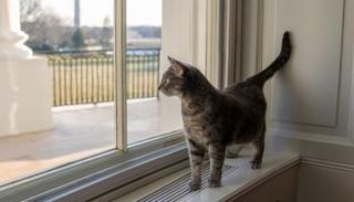 القطة "ويلو" تدخل البيت الأبيض