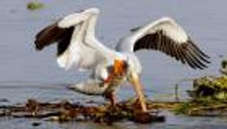 حلم جزيرة مكسيكية رهن طيور البجع الأمريكية.. هل يتحقق؟