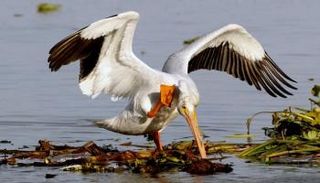 البجع الأبيض