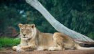 لبؤة تفترس حارسها في حديقة حيوانات بإيران