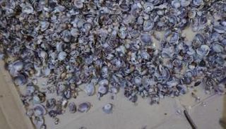 قواقع من داخل مواسير المياه