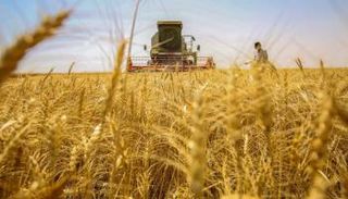 محصول القمح العراقي