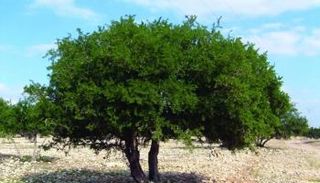 شجرة الأركان التي يستخرج منها الذهب السائل