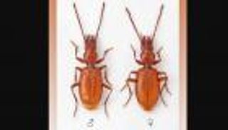 إطلاق اسم نجم تنس عالمي على "خنافس"