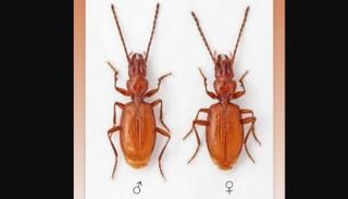 الحشرة تنتمي إلى جنس خنافس الأرض "دوفاليوس"