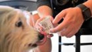 مطعم للكلاب في أمريكا.. "المنيو" ليست تقليدية (صور)