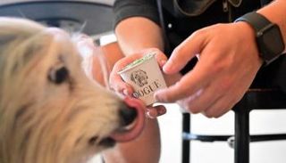 كلب داخل مطعم Dogue