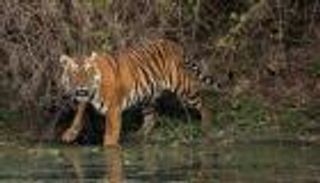القضاء على نمر "آكل للبشر" في الهند