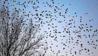سرب طيور - أرشيفية