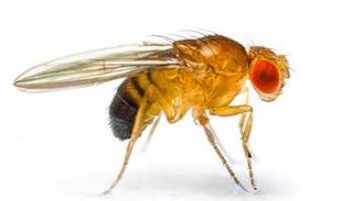 ذبابة الفاكهة 