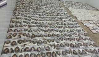 الأقراص المضبوطة