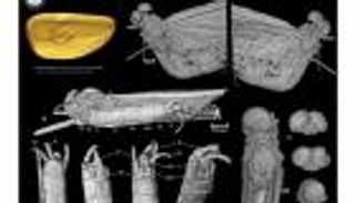 اكتشاف حشرة غير معروفة محاصرة في الكهرمان منذ 35 مليون سنة