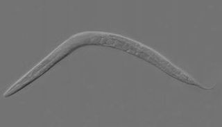 دودة ربداء رشيقة