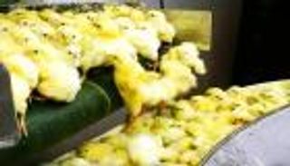 بعد فيديو إعدامها.. هل قتل الكتاكيت لقلة العلف حرام شرعا؟ (خاص)