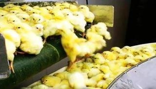 كتاكيت- أرشيفية