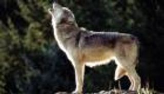 ذئب هائج يعقر مغربيا ويصيبه بجروح متفرقة