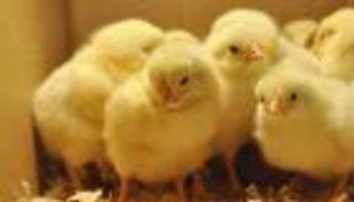 "هعدم الكتاكيت على الهواء".. فيديو يثير الجدل في مصر ورد حكومي