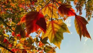 الاكتئاب الموسمي الخريفى