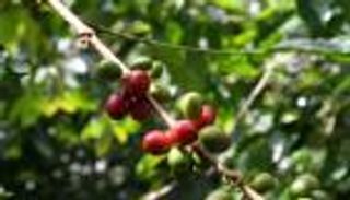 تغير المناخ يهدد فنجان قهوتك المعتاد