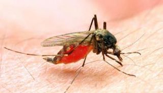 بعوضة - أرشيفية