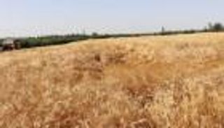 قفزة بواردات تونس من الحبوب.. مليار دولار في أول 9 أشهر من 2022