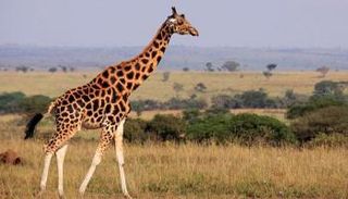 الزرافة عادة لا تهاجم البشر- أرشيفية